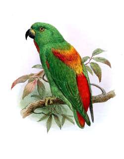 红背短尾鹦鹉 / Sula Hanging Parrot / Loriculus sclateri