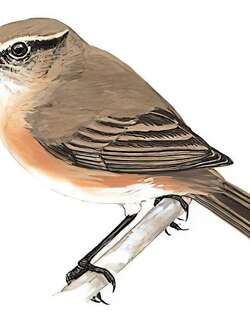 东方叽喳柳莺 / Mountain Chiffchaff / Phylloscopus sindianus