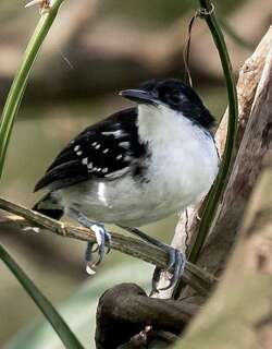 黑白蚁鸟 / Black-and-white Antbird / Myrmochanes hemileucus