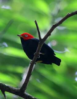 红顶娇鹟 / Red-capped Manakin / Ceratopipra mentalis
