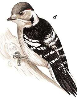 星头啄木鸟 / Grey-capped Pygmy Woodpecker / Yungipicus canicapillus