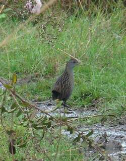 灰喉田鸡 / Ash-throated Crake / Mustelirallus albicollis