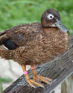 莱岛鸭 / Laysan Duck / Anas laysanensis