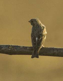 白腰丝雀 / White-rumped Seedeater / Crithagra leucopygia