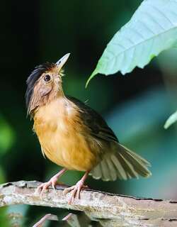 褐冠幽鹛 / Brown-capped Babbler / Pellorneum fuscocapillus