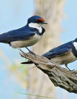 白喉燕 / White-throated Swallow / Hirundo albigularis
