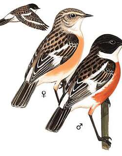 白喉石䳭 / White-throated Bush Chat / Saxicola insignis