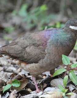 绿颈鹑鸠 / Bridled Quail-Dove / Geotrygon mystacea