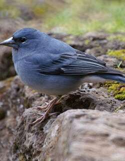蓝燕雀 / Tenerife Blue Chaffinch / Fringilla teydea