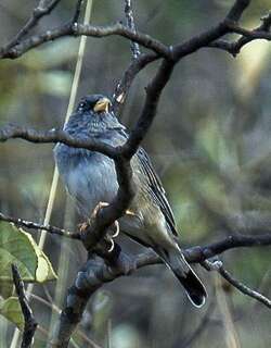 斑尾岭雀鹀 / Band-tailed Sierra Finch / Porphyrospiza alaudina