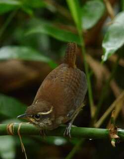 白胸林鹩 / White-breasted Wood Wren / Henicorhina leucosticta
