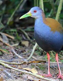 灰颈林秧鸡 / Grey-cowled Wood Rail / Aramides cajaneus