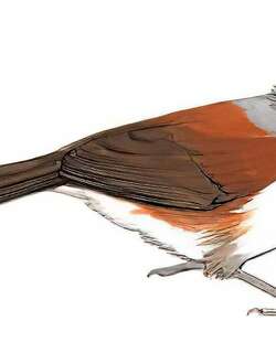 白冠噪鹛 / White-crested Laughingthrush / Garrulax leucolophus