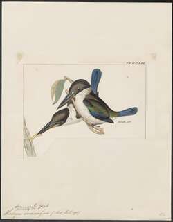 托列斯翡翠 / Torresian Kingfisher / Todiramphus sordidus