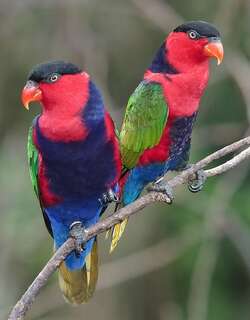 黑顶鹦鹉 / Black-capped Lory / Lorius lory