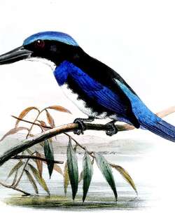 蓝黑翡翠 / Blue-black Kingfisher / Todiramphus nigrocyaneus