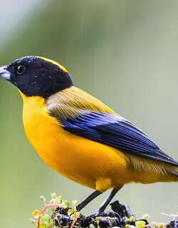 黑颏岭裸鼻雀 / Black-chinned Mountain Tanager / Anisognathus notabilis