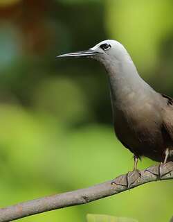 小玄燕鸥 / Lesser Noddy / Anous tenuirostris