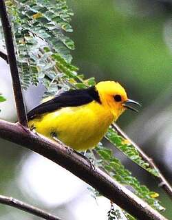 黑黄唐纳雀 / Black-and-yellow Tanager / Chrysothlypis chrysomelas