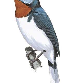 栗喉阔嘴鹟 / Chestnut-throated Flycatcher / Myiagra castaneigularis