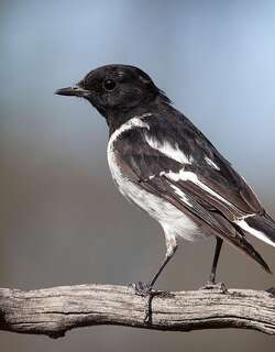冠鸲鹟 / Hooded Robin / Melanodryas cucullata