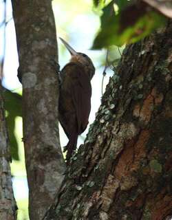 黄喉䴕雀 / Buff-throated Woodcreeper / Xiphorhynchus guttatus