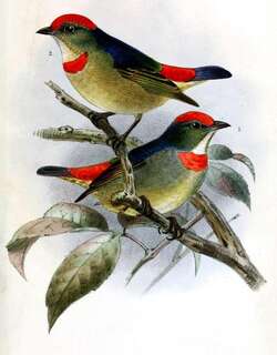 红顶啄花鸟 / Red-capped Flowerpecker / Dicaeum geelvinkianum