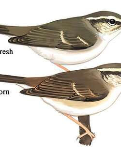 淡脚柳莺 / Pale-legged Leaf Warbler / Phylloscopus tenellipes