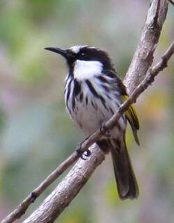 白颊澳蜜鸟 / White-cheeked Honeyeater / Phylidonyris niger