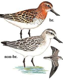 勺嘴鹬 / Spoon-billed Sandpiper / Calidris pygmaea