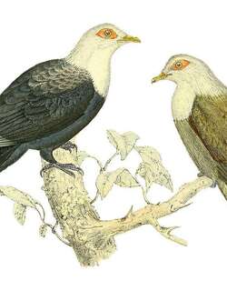 科摩罗蓝鸠 / Comoros Blue Pigeon / Alectroenas sganzini