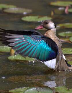 巴西凫 / Brazilian Teal / Amazonetta brasiliensis