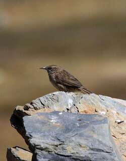 纹喉卡纳灶鸟 / Streak-throated Canastero / Asthenes humilis