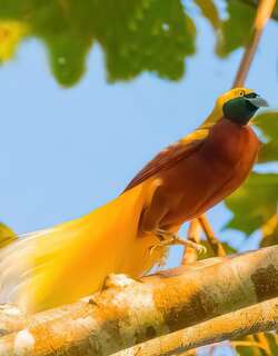 小极乐鸟 / Lesser Bird-of-paradise / Paradisaea minor