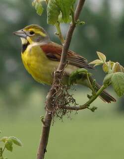 美洲雀 / Dickcissel / Spiza americana