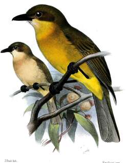 黄喉啸鹟 / Yellow-throated Whistler / Pachycephala macrorhyncha