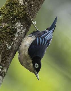 蓝䴓 / Blue Nuthatch / Sitta azurea