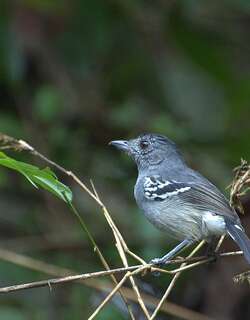 杂色蚁鵙 / Variable Antshrike / Thamnophilus caerulescens