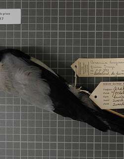 黑冠鹃鵙 / Hooded Cuckooshrike / Coracina longicauda
