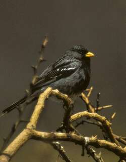 黑岭雀鹀 / Mourning Sierra Finch / Rhopospina fruticeti