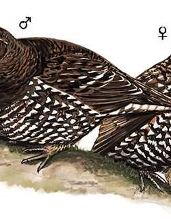 镰翅鸡 / Siberian Grouse / Falcipennis falcipennis
