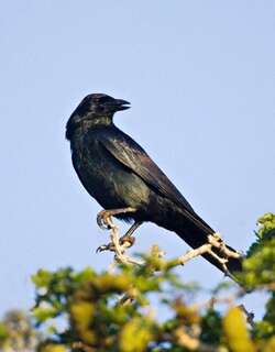 墨西哥乌鸦 / Tamaulipas Crow / Corvus imparatus