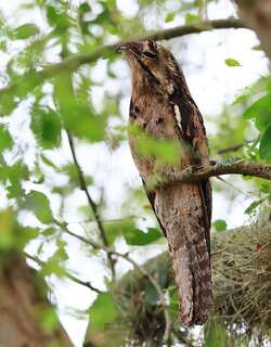 长尾林鸱 / Long-tailed Potoo / Nyctibius aethereus
