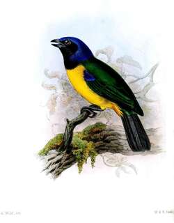 黑胸山裸鼻雀 / Black-chested Mountain Tanager / Cnemathraupis eximia
