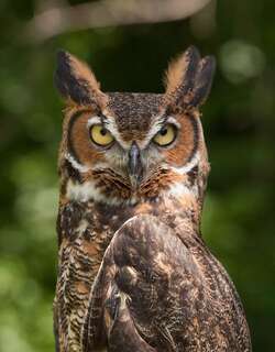 美洲雕鸮 / Great Horned Owl / Bubo virginianus