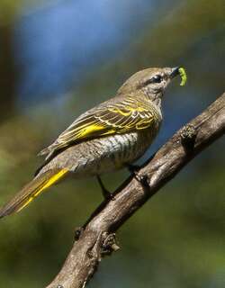 黑鹃鵙 / Black Cuckooshrike / Campephaga flava