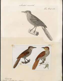 条纹软尾雀 / Striated Softtail / Thripophaga macroura