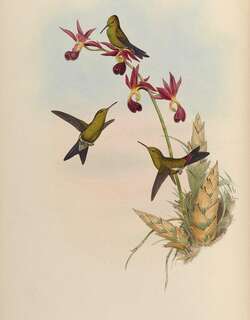 古尔德翠蜂鸟 / Gould’s Emerald / Riccordia elegans