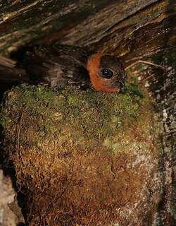 栗领黑雨燕 / Chestnut-collared Swift / Streptoprocne rutila