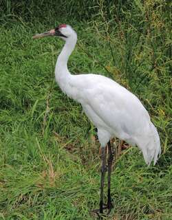 美洲鹤 / Whooping Crane / Grus americana